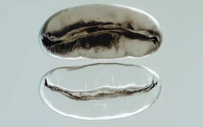 咖啡与创造力和生产力:科学还是迷思?